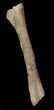 Long Kritosaurus Tibia On Stand - Aguja Formation #38972-2